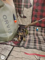 Freya, a female Bloodhound for sale in Reed City, MI – Photo 8 of 8