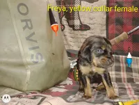 Freya, a female Bloodhound for sale in Reed City, MI – Photo 1 of 8