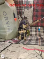 Freya, a female Bloodhound for sale in Reed City, MI – Photo 4 of 8