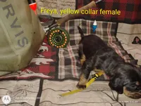 Freya, a female Bloodhound for sale in Reed City, MI – Photo 3 of 8