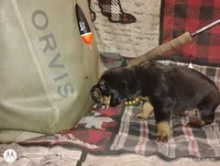 Bear, a male Bloodhound for sale in Reed City, MI – Photo 3 of 9