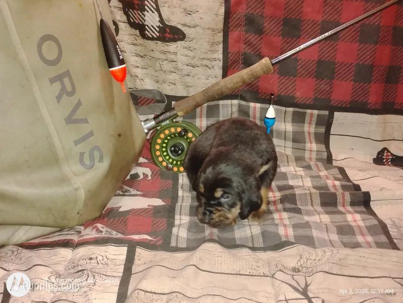 Bear – Bloodhound puppy for sale in Reed City, MI