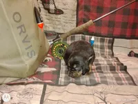 Bear, a male Bloodhound for sale in Reed City, MI – Photo 9 of 9