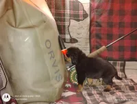 Bear, a male Bloodhound for sale in Reed City, MI – Photo 8 of 9