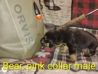 Bear, a male Bloodhound for sale in Reed City, MI – Photo 1 of 9