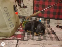 Bear, a male Bloodhound for sale in Reed City, MI – Photo 7 of 9