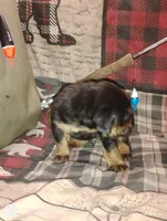 Bear, a male Bloodhound for sale in Reed City, MI – Photo 6 of 9