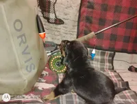 Bear, a male Bloodhound for sale in Reed City, MI – Photo 4 of 9