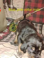 Bear, a male Bloodhound for sale in Reed City, MI – Photo 2 of 9