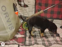 Bear, a male Bloodhound for sale in Reed City, MI – Photo 5 of 9