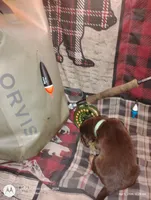 Athen, a female Bloodhound for sale in Reed City, MI – Photo 3 of 6