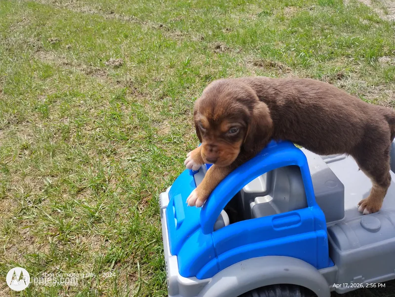 Athena – Bloodhound puppy for sale in Reed City, MI