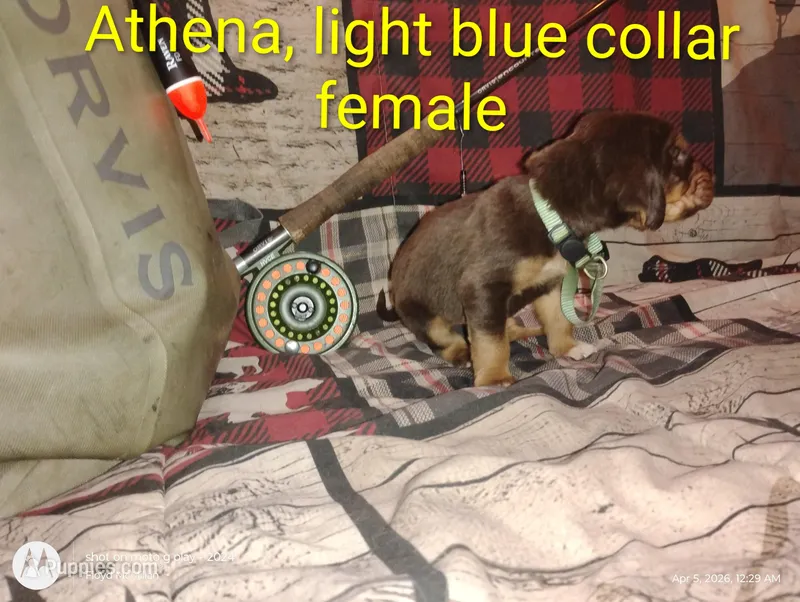 Athen – Bloodhound puppy for sale in Reed City, MI