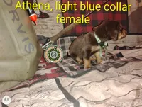 Athen, a female Bloodhound for sale in Reed City, MI – Photo 1 of 6