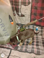 Athen, a female Bloodhound for sale in Reed City, MI – Photo 6 of 6