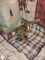 Athen, a female Bloodhound for sale in Reed City, MI – Photo 4 of 6