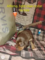 Athen, a female Bloodhound for sale in Reed City, MI – Photo 2 of 6