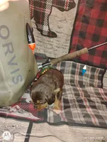 Athen, a female Bloodhound for sale in Reed City, MI – Photo 5 of 6