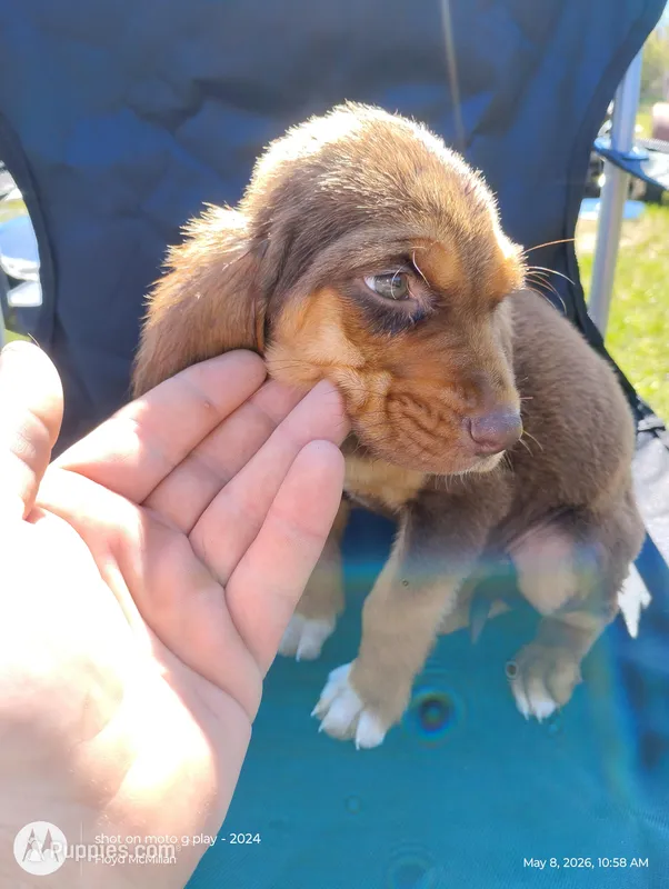 Athena – Bloodhound puppy for sale in Reed City, MI