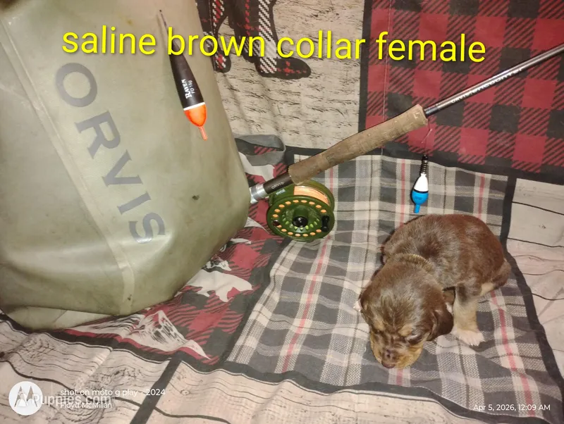 Saline – Bloodhound puppy for sale in Reed City, MI