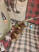 Saline, a female Bloodhound for sale in Reed City, MI – Photo 5 of 5