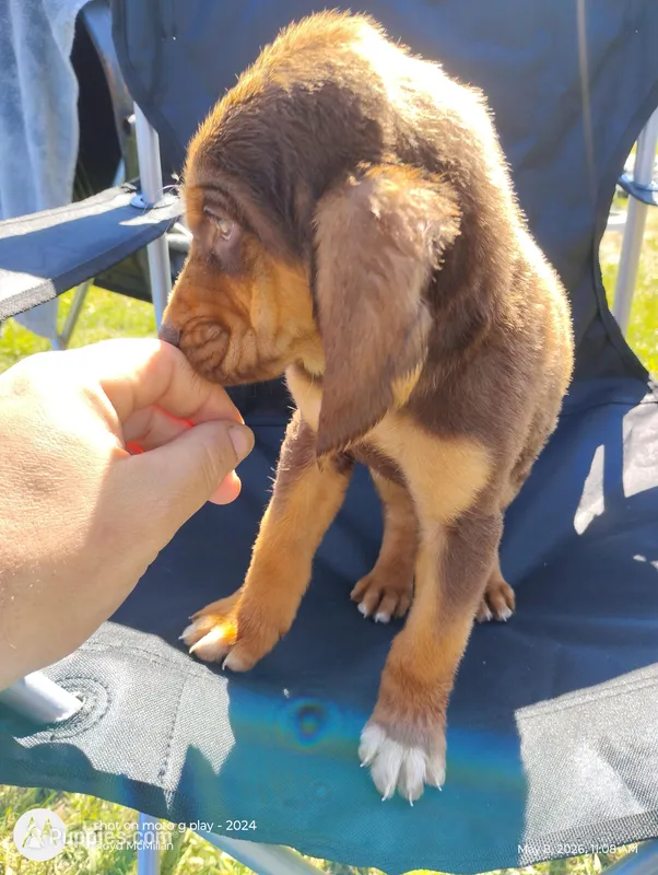 Saline – Bloodhound puppy for sale in Reed City, MI