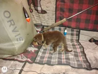 Saline, a female Bloodhound for sale in Reed City, MI – Photo 2 of 5