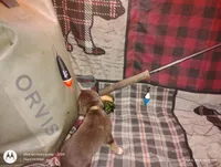 Saline, a female Bloodhound for sale in Reed City, MI – Photo 4 of 5