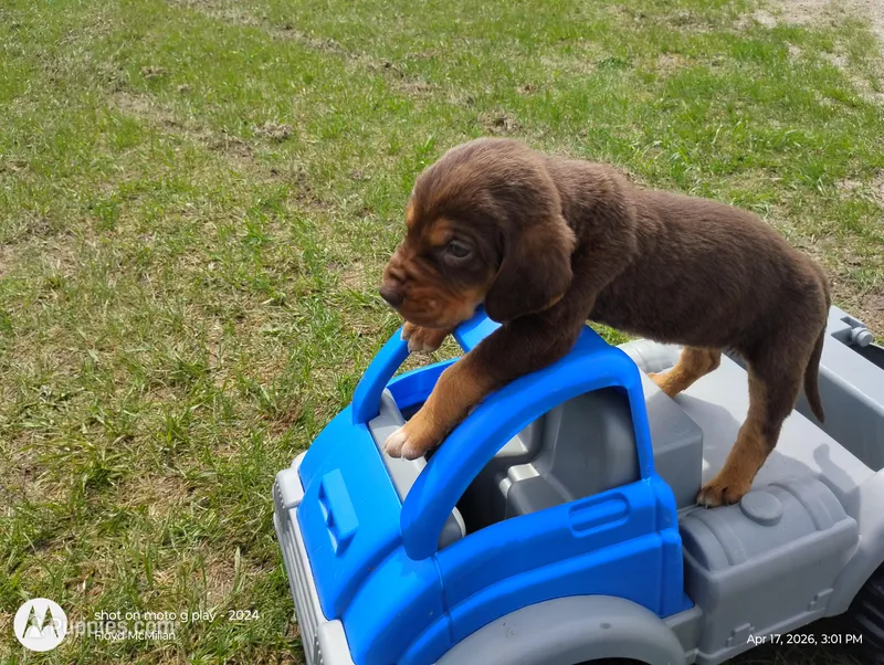 Saline – Bloodhound puppy for sale in Reed City, MI
