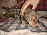 Saline, a female Bloodhound for sale in Reed City, MI – Photo 3 of 5