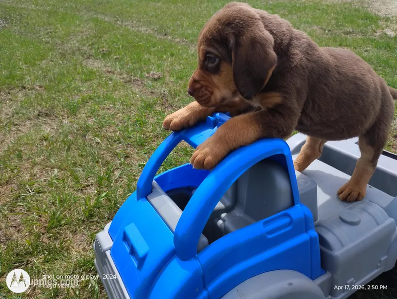 Lagertha  – Bloodhound puppy for sale in Reed City, MI