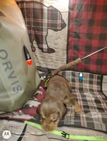 Lagertha , a female Bloodhound for sale in Reed City, MI – Photo 4 of 5