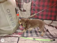 Lagertha , a female Bloodhound for sale in Reed City, MI – Photo 5 of 5