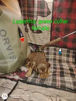 Lagertha , a female Bloodhound for sale in Reed City, MI – Photo 2 of 5