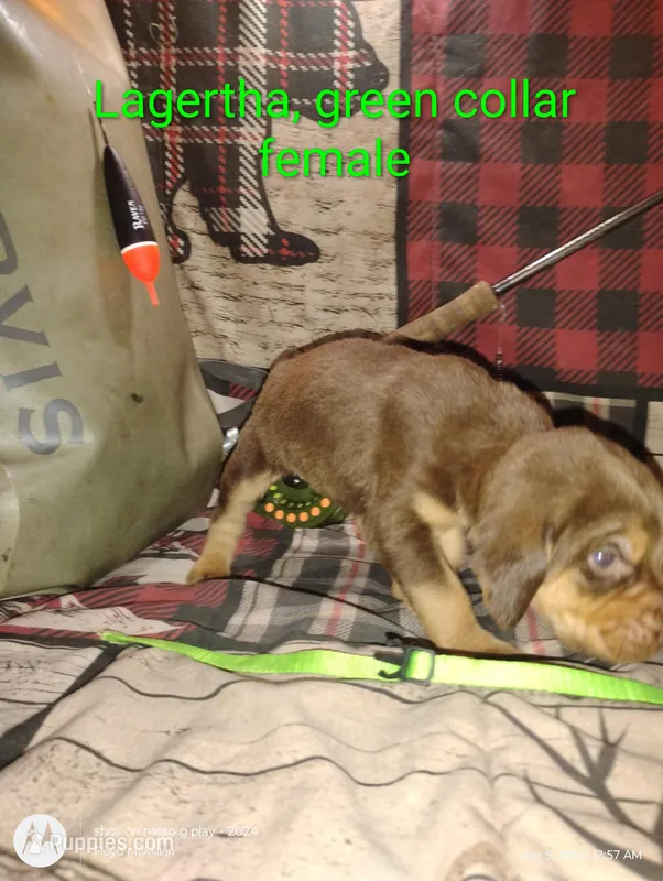 Lagertha  – Bloodhound puppy for sale in Reed City, MI