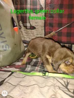 Lagertha , a female Bloodhound for sale in Reed City, MI – Photo 1 of 5