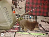 Lagertha , a female Bloodhound for sale in Reed City, MI – Photo 3 of 5