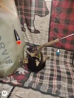 Redford , a male Bloodhound for sale in Reed City, MI – Photo 6 of 6