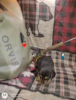 Redford , a male Bloodhound for sale in Reed City, MI – Photo 5 of 6