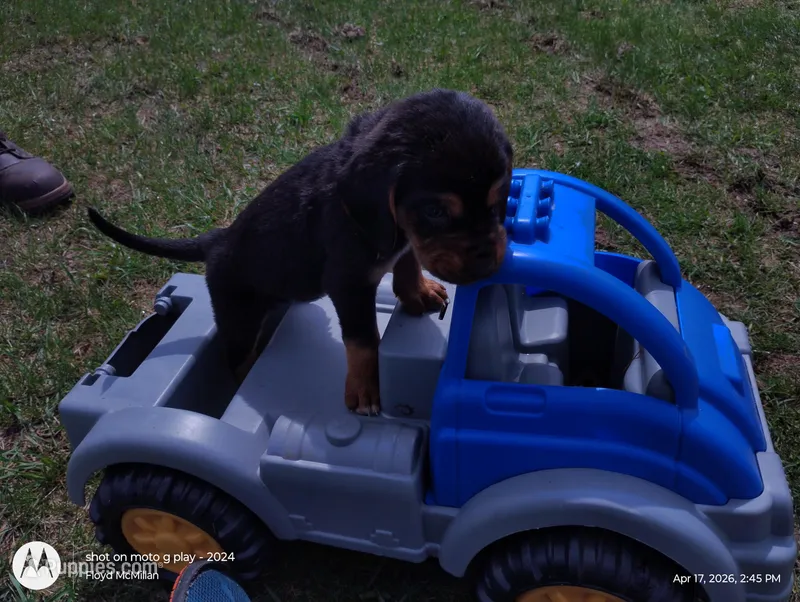 Redford  – Bloodhound puppy for sale in Reed City, MI