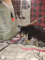 Redford , a male Bloodhound for sale in Reed City, MI – Photo 4 of 6