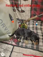 Redford , a male Bloodhound for sale in Reed City, MI – Photo 3 of 6