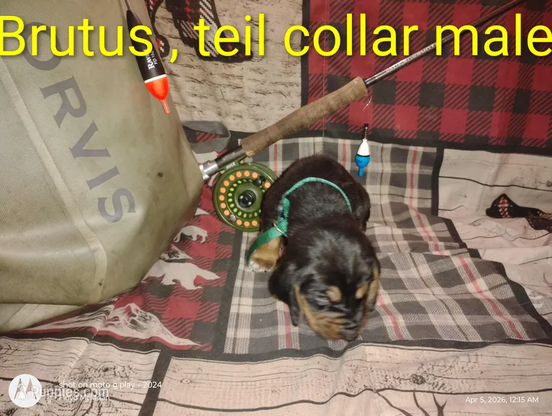 Brutus  – Bloodhound puppy for sale in Reed City, MI