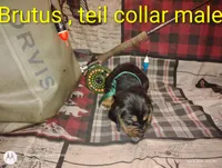 Brutus , a male Bloodhound for sale in Reed City, MI – Photo 1 of 4