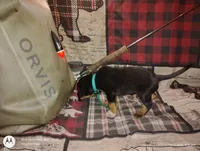 Brutus , a male Bloodhound for sale in Reed City, MI – Photo 4 of 4