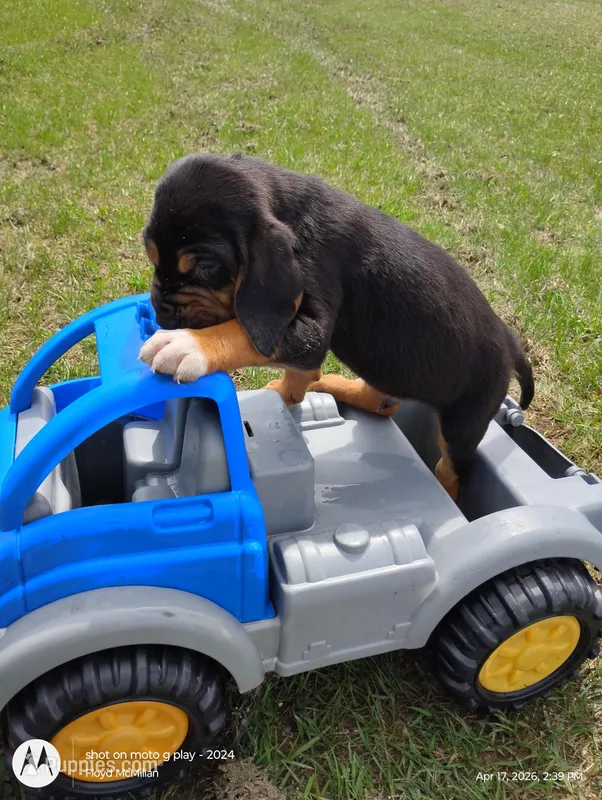 Brutus  – Bloodhound puppy for sale in Reed City, MI