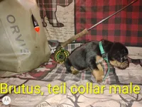 Brutus , a male Bloodhound for sale in Reed City, MI – Photo 2 of 4