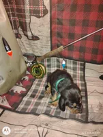 Brutus , a male Bloodhound for sale in Reed City, MI – Photo 3 of 4