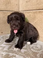Chocolate Female, a female Miniature Schnauzer for sale in Buffalo, TX – Photo 3 of 6