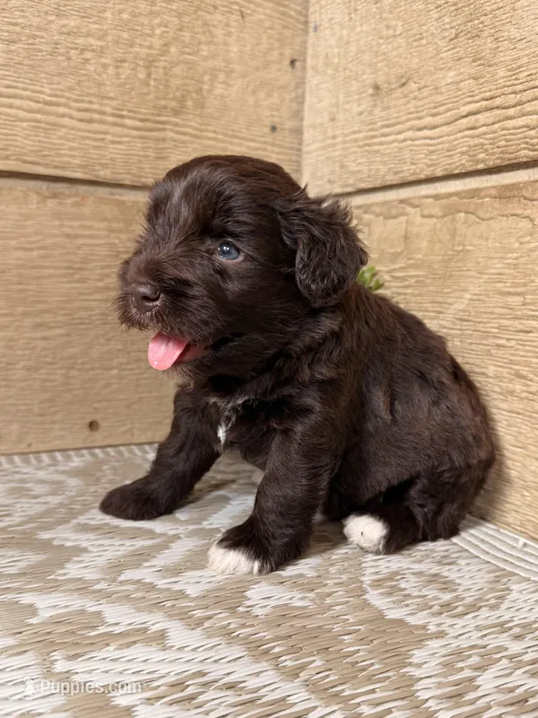 Chocolate Female, a female Miniature Schnauzer for sale in Buffalo, TX – Photo 1 of 6